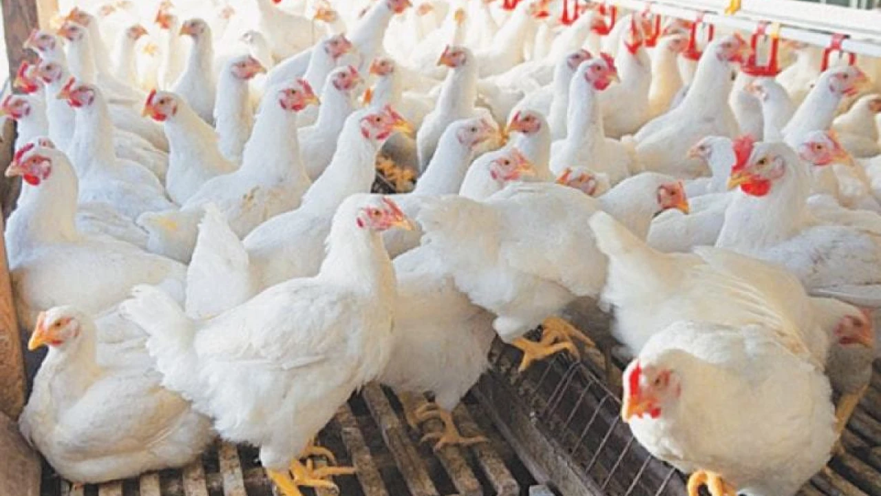 Punjab Poultry Traders Association calls for complete shutdown strike