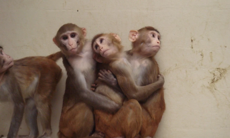 Lab Monkeys May Soon Be Replaced by Advanced Alternatives in Research