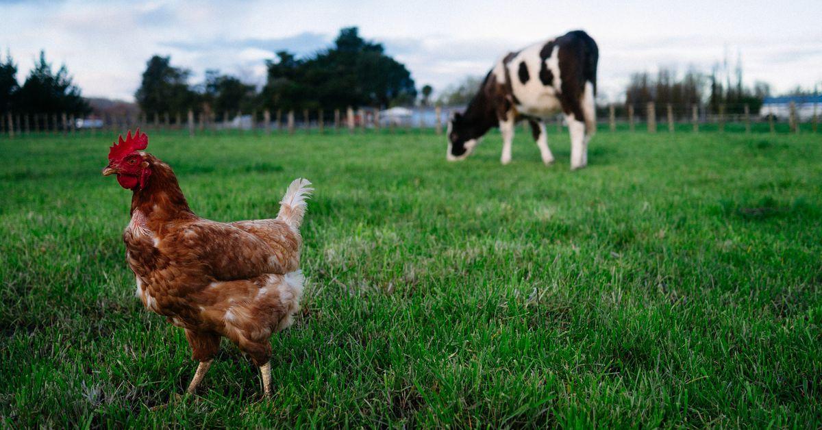 Bird flu jumped to cows, then to a human. Who’s next?