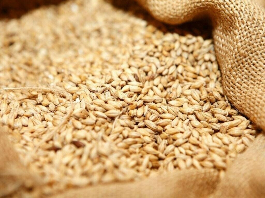 ECC Okays wheat procurement plan for ongoing year 2024