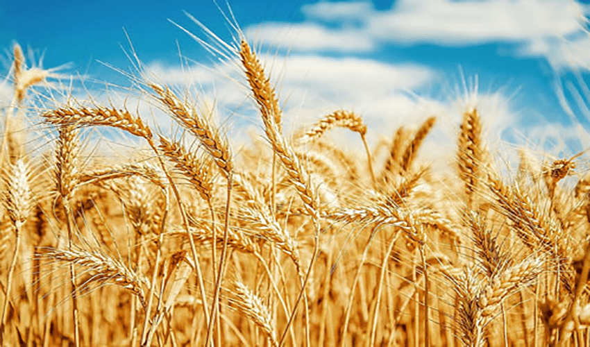 Food department to start wheat procurement from Saturday