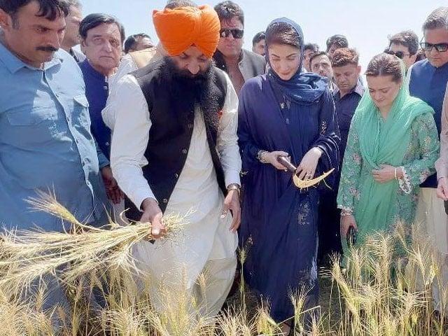 Criticism on Maryam Nawaz on cutting wheat crops 