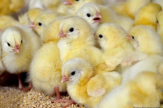 Govt imposes complete ban on chicks’ export 