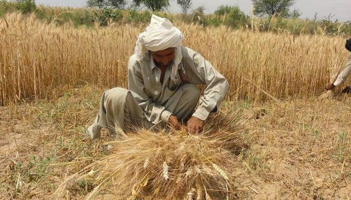 Kisan board Punjab’s head apprehended  