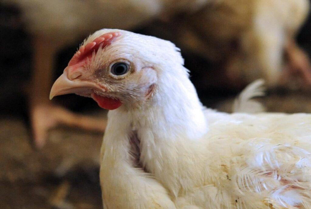 BFA foils attempt to supply unhealthy chicken to Quetta