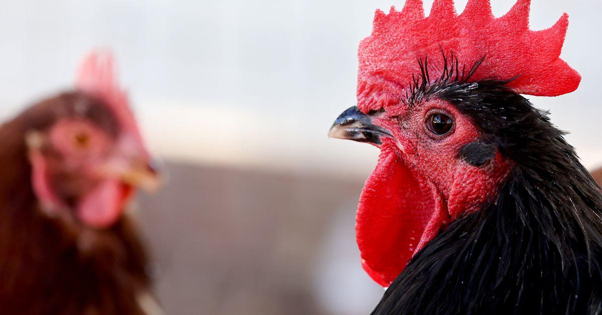 No one wants to think about pandemics. But bird flu doesn’t care.