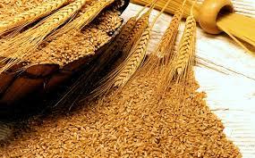 Nayyar Bukhari demands NAB investigation into wheat import scandal