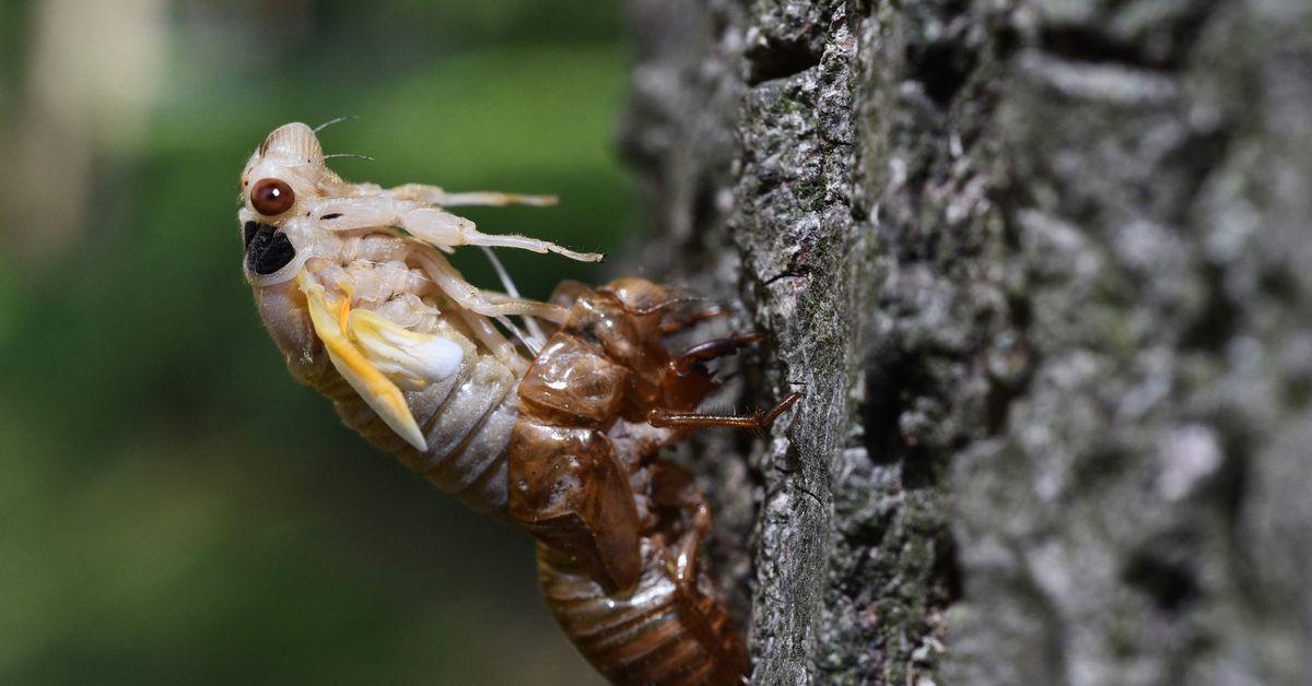 Watch Sir David Attenborough seduce a cicada with the snap of his fingers