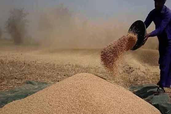 کیا پنجاب حکومت   کسانوں سے گندم خریدنے کی  صلاحیت رکھتی ہے ؟