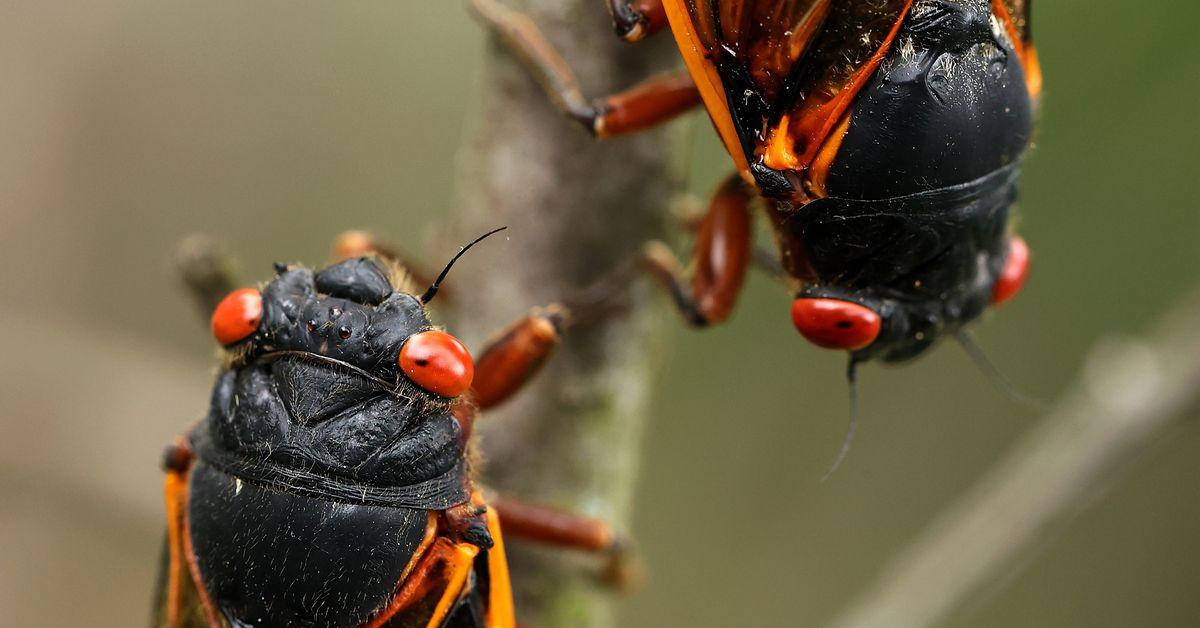 A rare burst of billions of cicadas will rewire our ecosystems for years to come