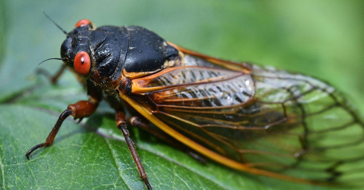 8 surprising reasons to stop hating cicadas and start worshipping them