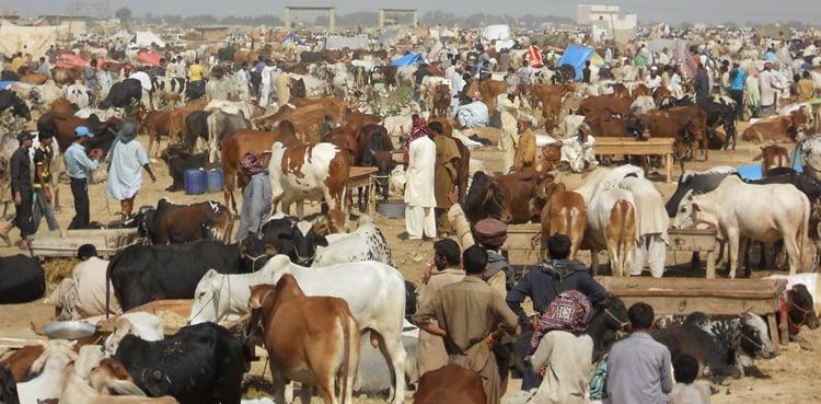 پنجاب حکومت کا مویشی منڈیوں کیلئے بڑا اقدام