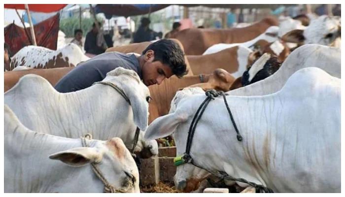 Eidul Azha holidays announced in Sindh