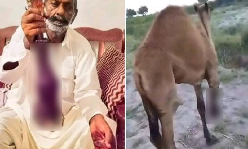 اونٹ کی ٹانگ کاٹنے پر نامعلوم افراد کے خلاف مقد مہ درج ، گورنر سندھ کا اونٹ مالک کو دو اونٹ دینے کا اعلان