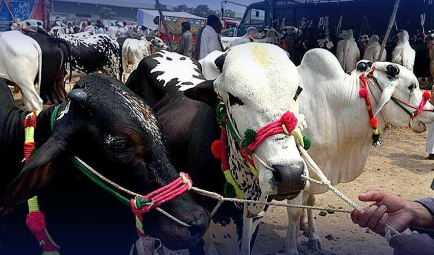 قربانی کس پر واجب ہے ؟ قربانی کی شرائط