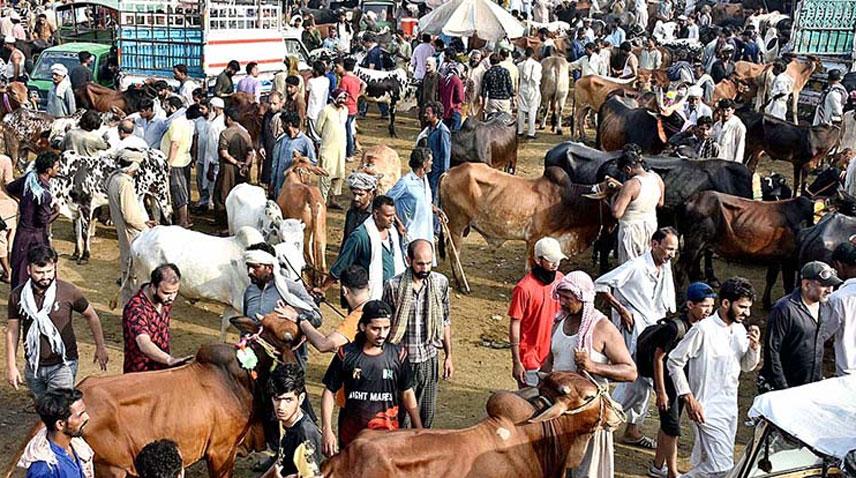 People remain busy in sale, purchase of sacrificial animals