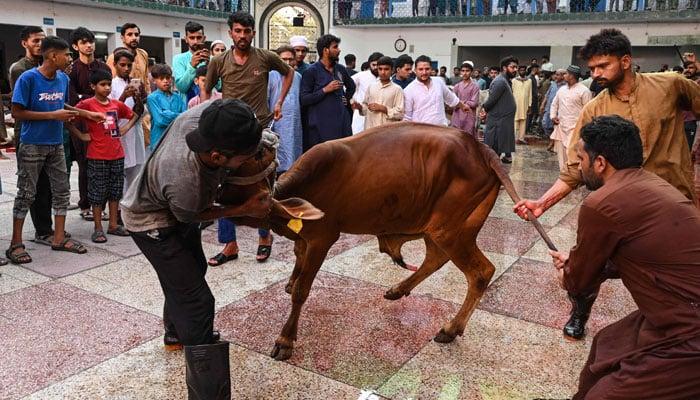 عیدالاضحیٰ کے دوسرے روز بھی سنت ابراہیمی مذہبی عقیدت و احترام سے ادا کی جا رہی ہے