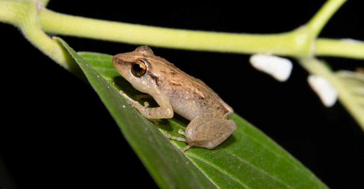 The frogs of Puerto Rico have a warning for us