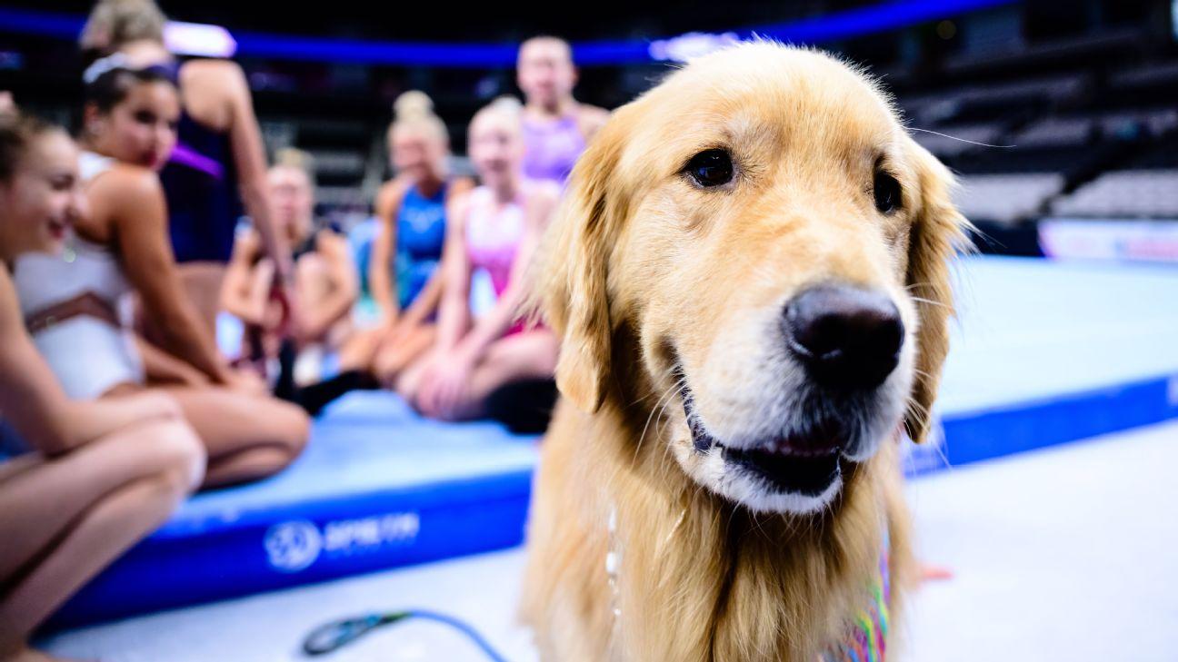 A day in the life of Beacon, the therapy dog at U.S. Olympic gymnastics trials