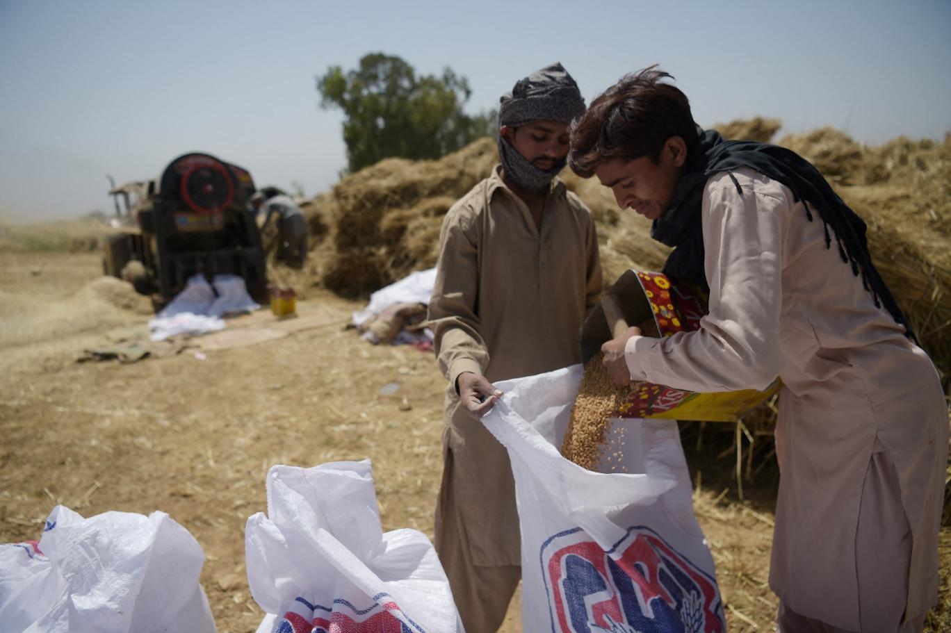 پی ٹی آئی کو مخصوص نشستیں واپس ملنے پر کارکن کا انوکھے انداز میں جشن، غرباء میں گندم تقسیم کر دی