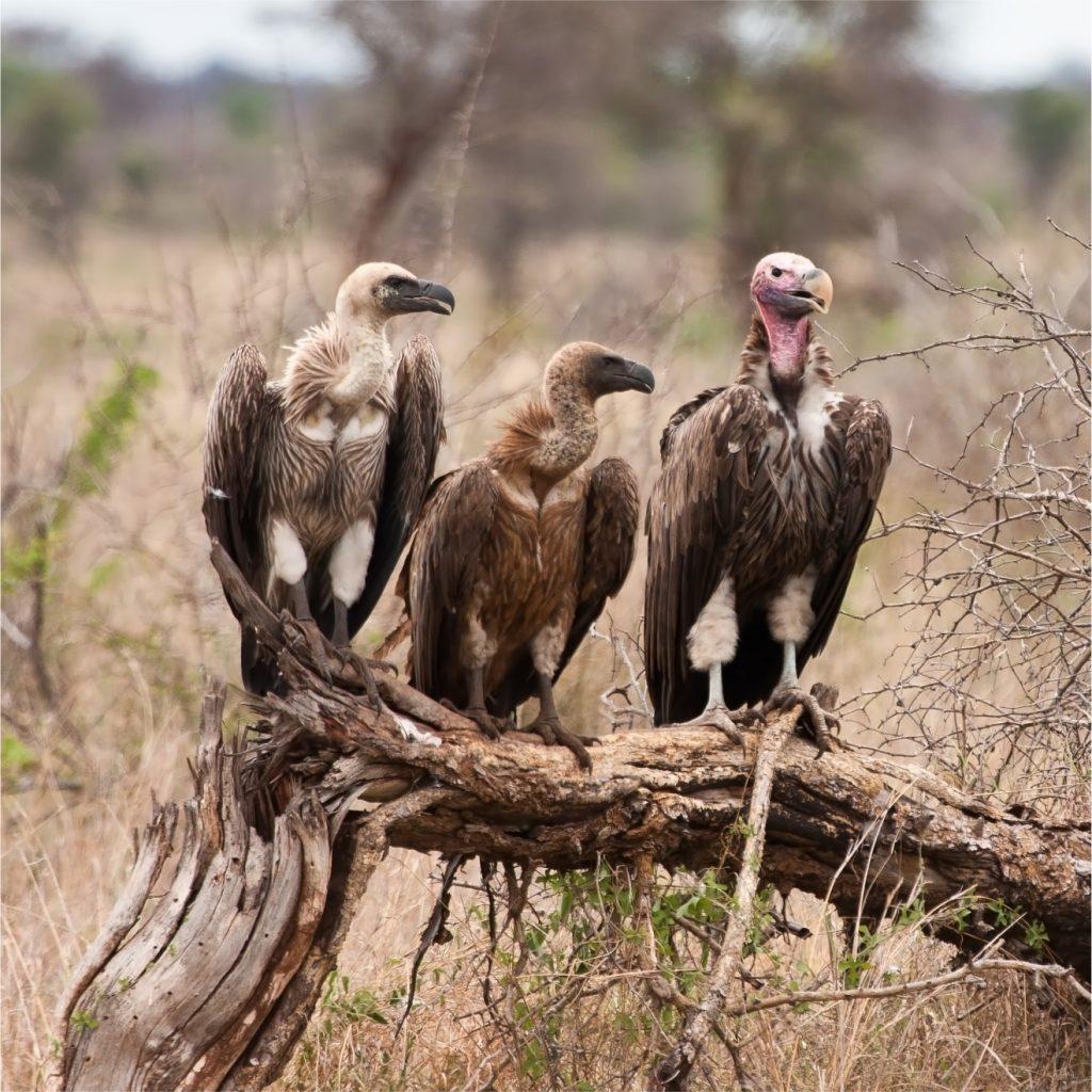 Vultures' near extinction led to 500,000 deaths in India