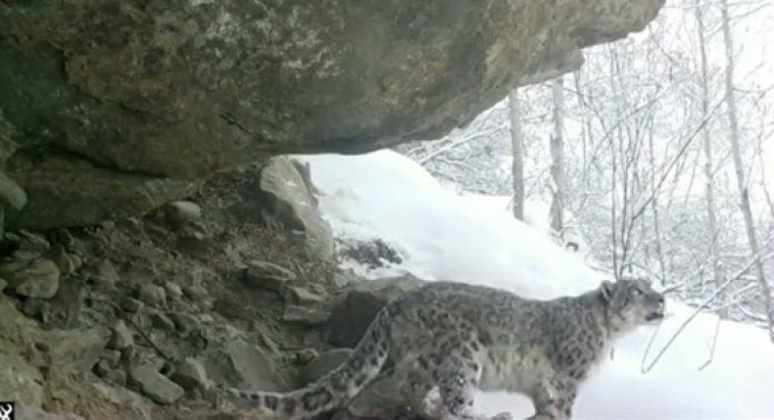 PM Imran Khan shares rare footage of “shy snow leopard” in GB mountains