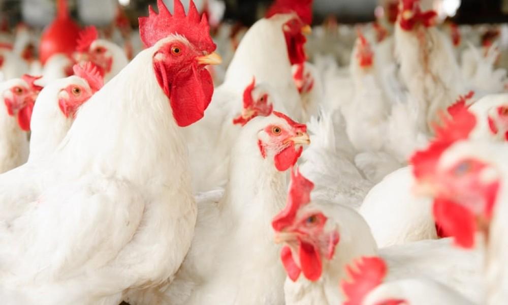 Chicken price witnesses increase of Rs11 per kg