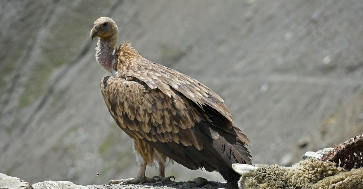 These reviled birds of prey literally save people’s lives