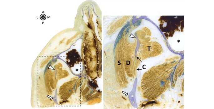 انسانی جسم کا نیا حصہ دریافت