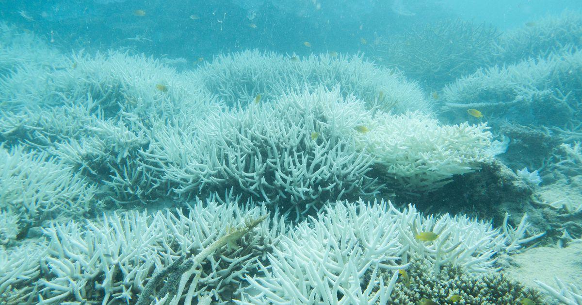 The Great Barrier Reef faces its biggest threat in centuries