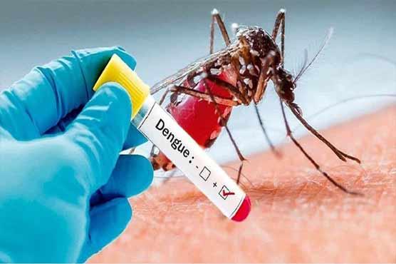 پنجاب: 24 گھنٹوں میں ڈینگی کے مزید 8 کیسز رپورٹ