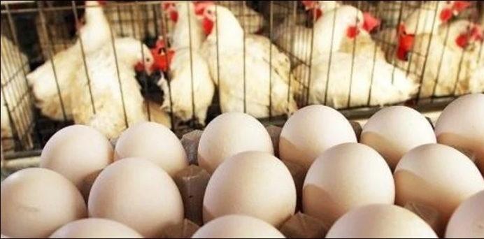 First shipment of Chinese white broiler eggs arrive in Pakistan