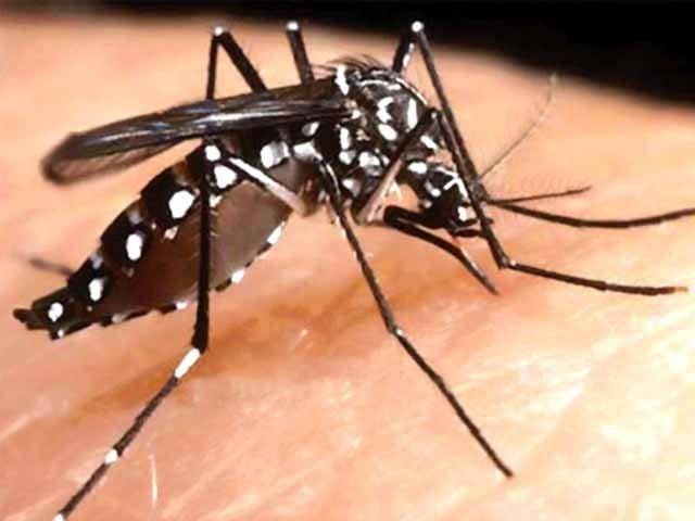 سندھ :رواں سال ڈینگی کے کیسز میں 135 فیصد اضافہ