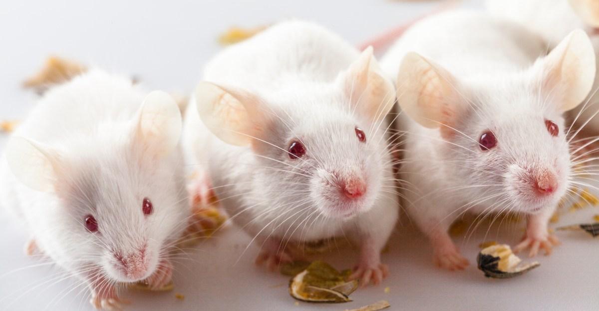 What went wrong with autism research? Let’s start with lab mice.