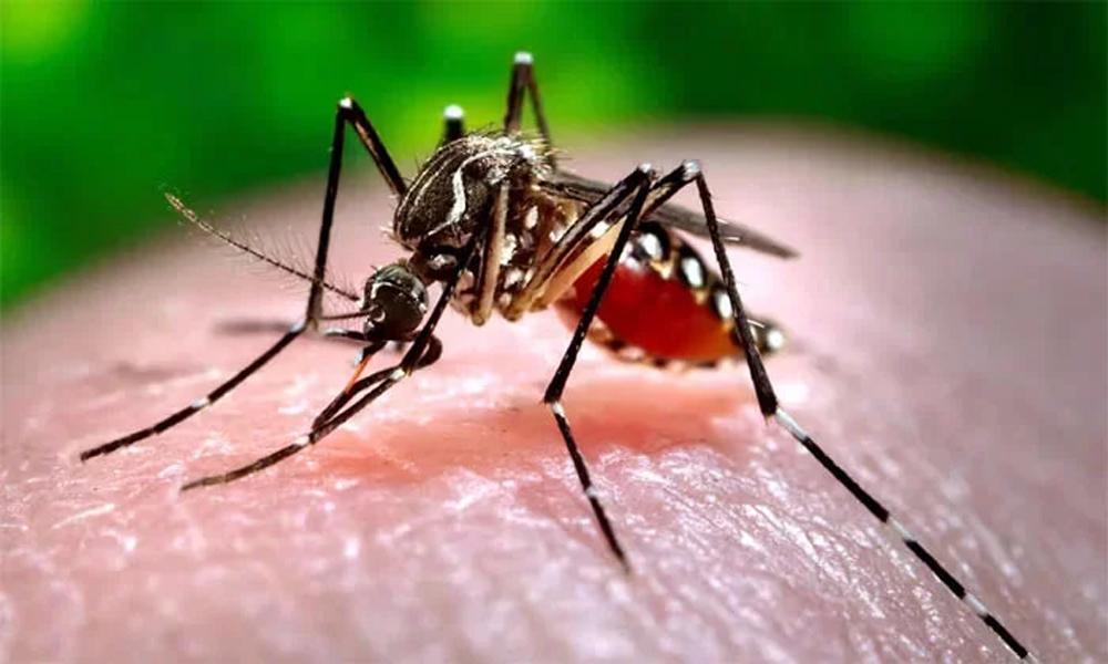 Dengue, chikungunya, malaria cases high in Pakistan