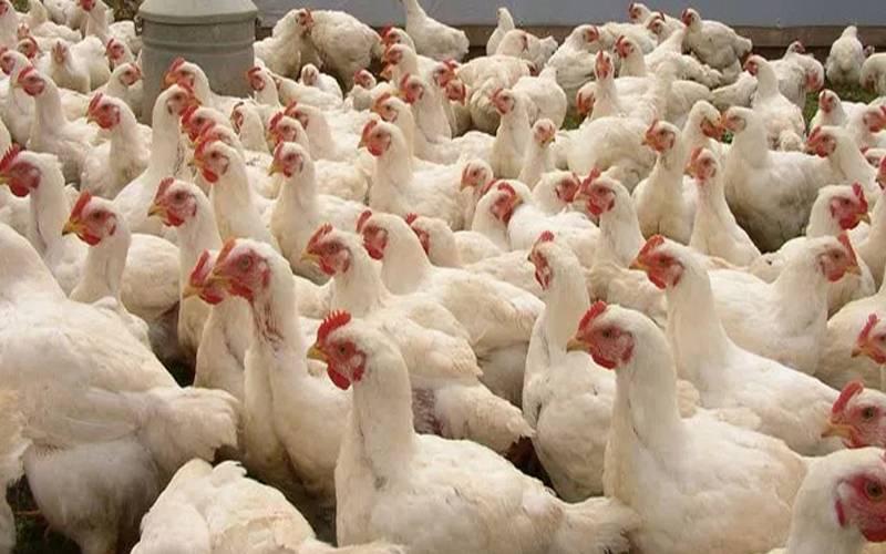 مرغی کا گوشت مزید سستا ہو گیا