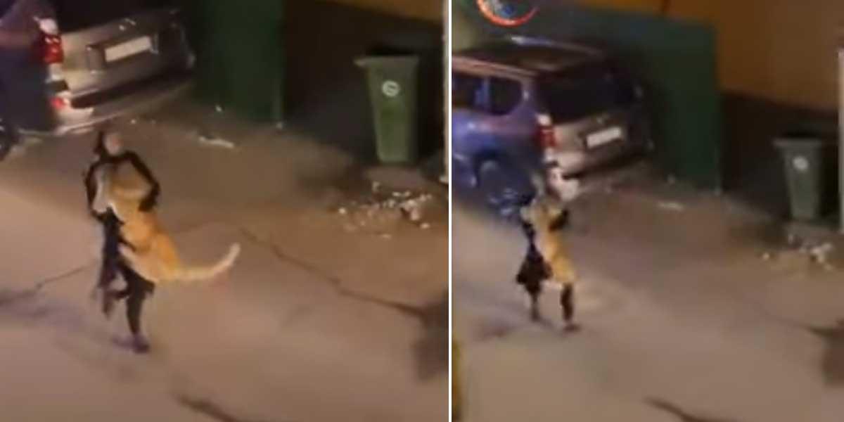 شیر کو بلی کے بچے کی طرح اٹھاکر گھومنے والی لڑکی کی ویڈیو وائرل