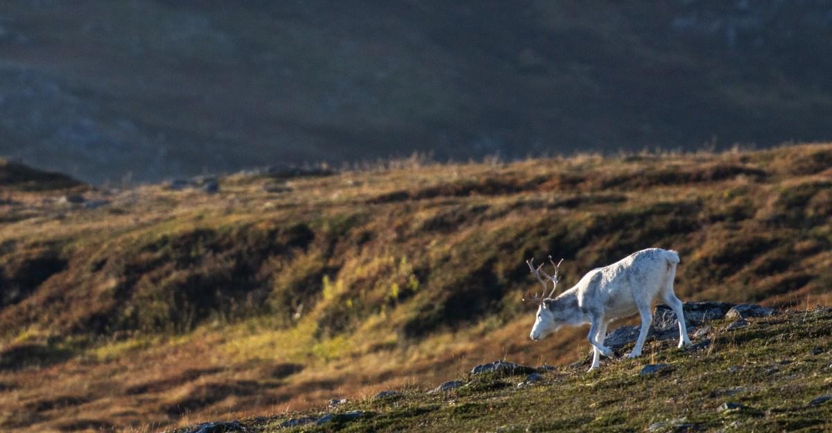 This critical ecosystem helped keep climate change in check. Now it’s making things worse.