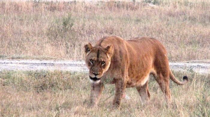 Worker arrested for allegedly opening lion's cage at Lahore’s Jallo Park