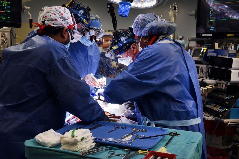 In a first, man gets genetically-altered pig heart in transplant   