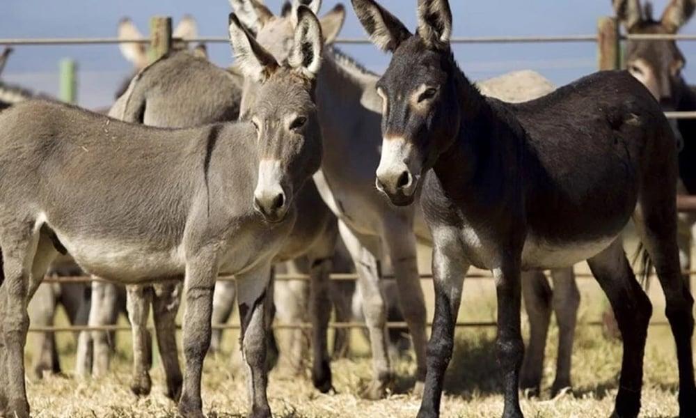 Slaughterhouse opens to meet China’s donkey demand