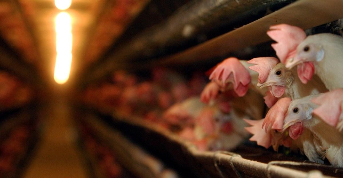 One state’s flawed, desperate new plan to fix its egg shortage