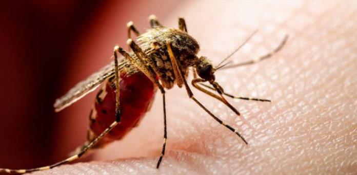 NIH warns of dengue outbreak risk after recent rains in Pakistan