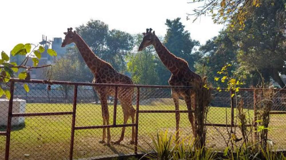 Lahore Safari Zoo to close for 15 Days