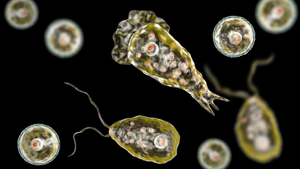 First Naegleria fowleri death of 2025 reported in Karachi