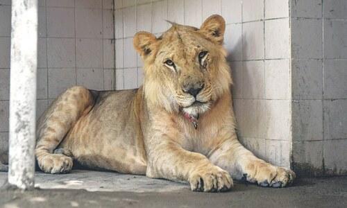 Lion seized in Lahore after viral selfie sparks Wildlife Dept raid