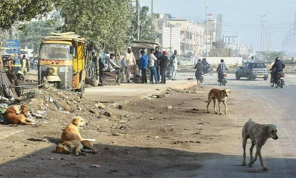 Six rabies deaths in Karachi, over 8,000 cases reported