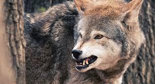 Wolf attack in Central Kurram leaves 9 injured, including child