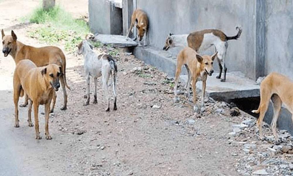 Stray dog ​​bite cases increase alarmingly across Punjab