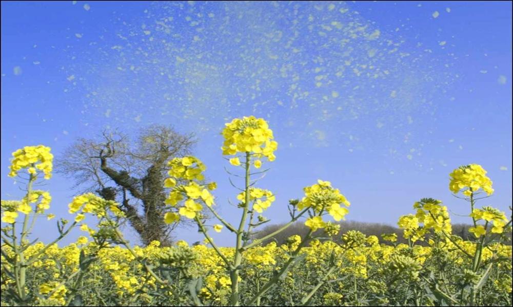 Pollen allergy rises in Islamabad, number of patients increasing